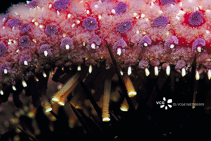 向日葵海星，圣米格尔岛图片素材