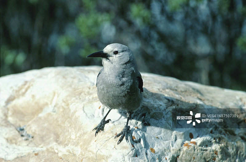 克拉克星鸦图片素材