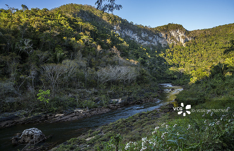 伯利兹丛林中的马卡尔河图片素材