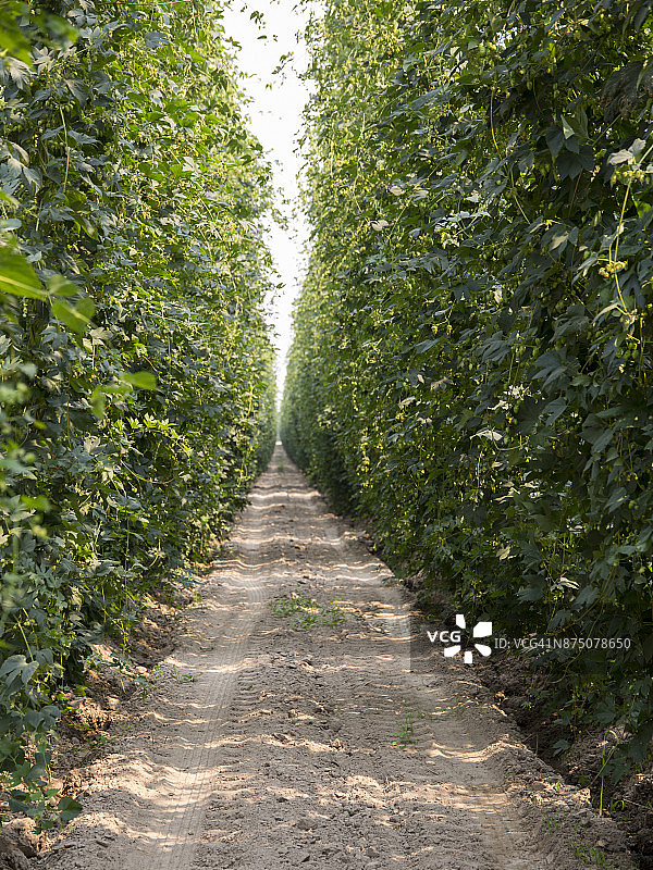 华盛顿中部的啤酒花农场图片素材