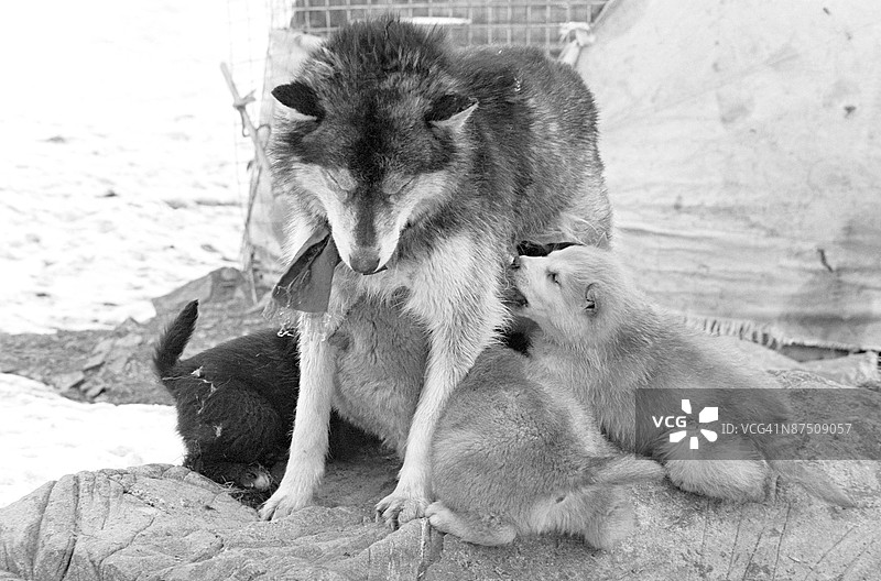 母哈士奇在哺乳她的小狗图片素材