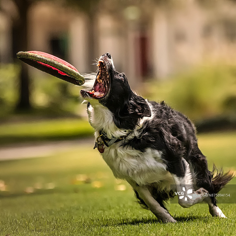 准备接飞盘的边境牧羊犬图片素材