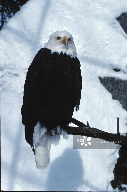 秃鹰 портрет图片素材