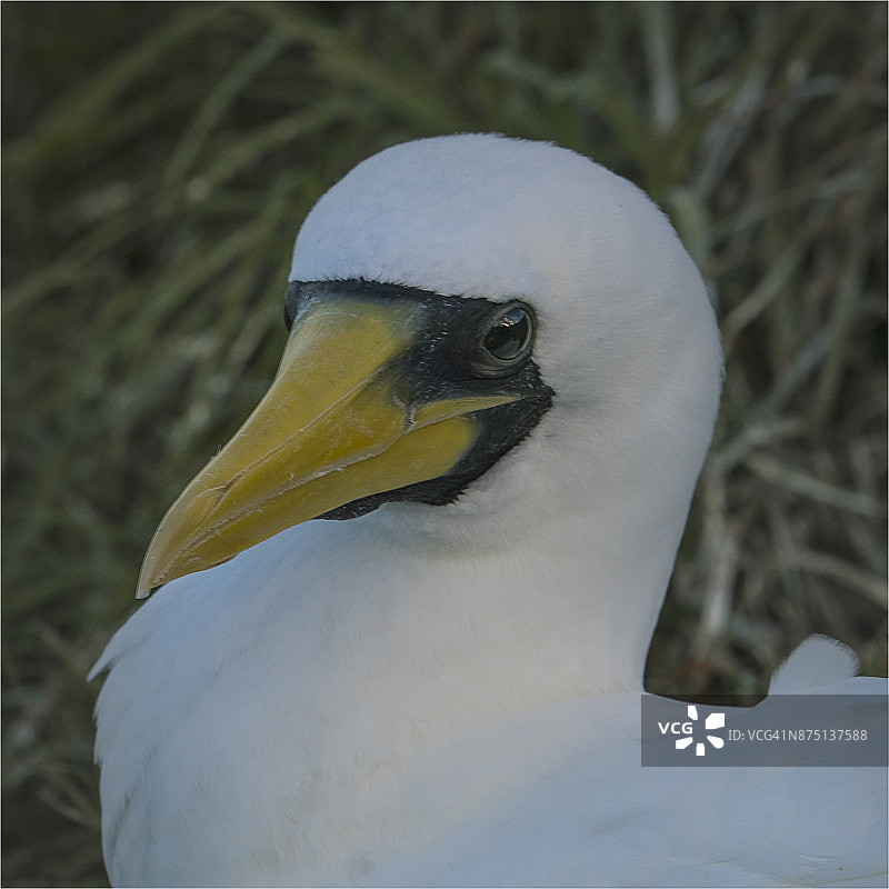 诺福克岛筑巢蒙面鲣鸟图片素材