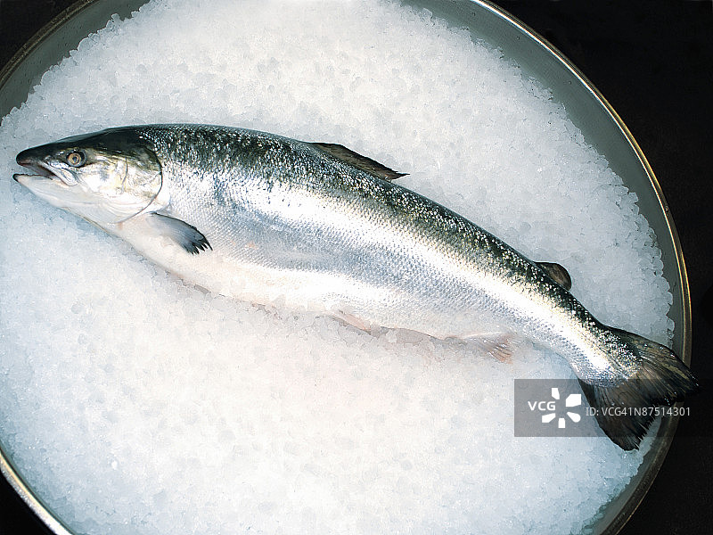 照片：放在冰桶上的新鲜三文鱼，彩色图片素材