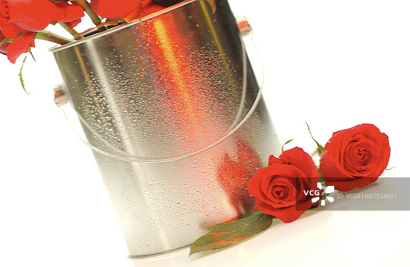 油漆桶里的玫瑰图片素材