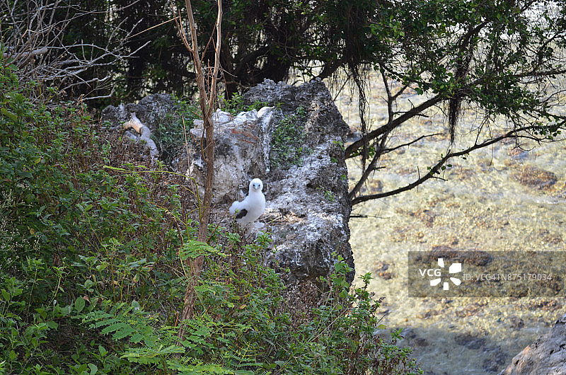 圣诞岛上的蓝脸鲣鸟幼鸟｜澳大利亚图片素材