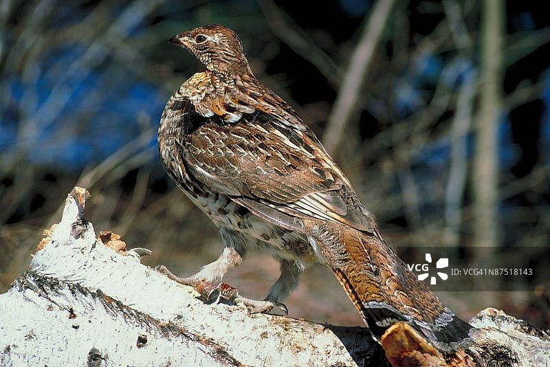 23893857图片素材