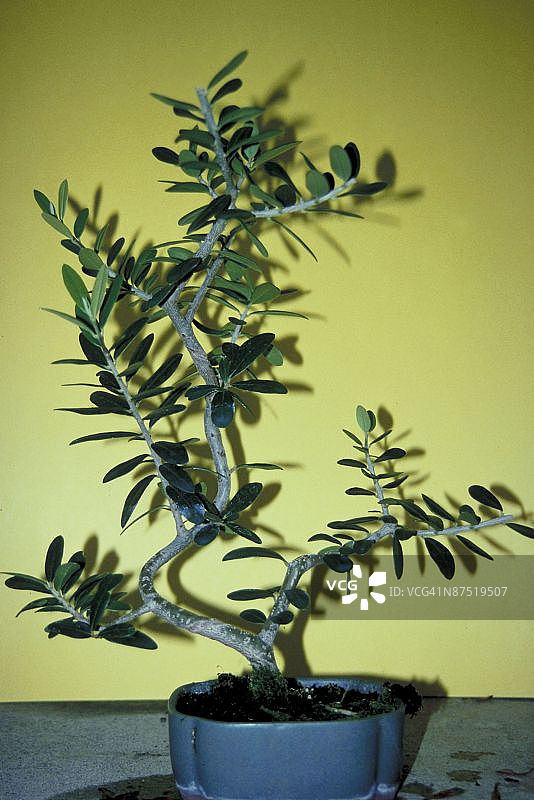 23893907图片素材