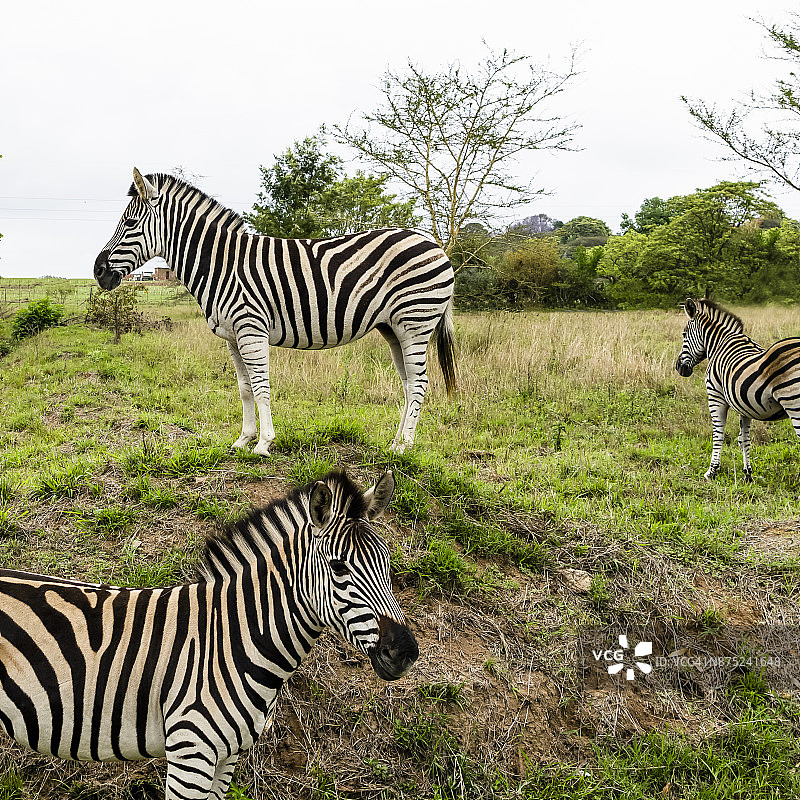 南非野生动物园中的斑马图片素材