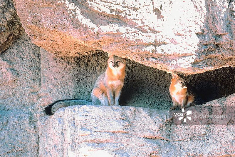 岩石围栏里的灰狐图片素材