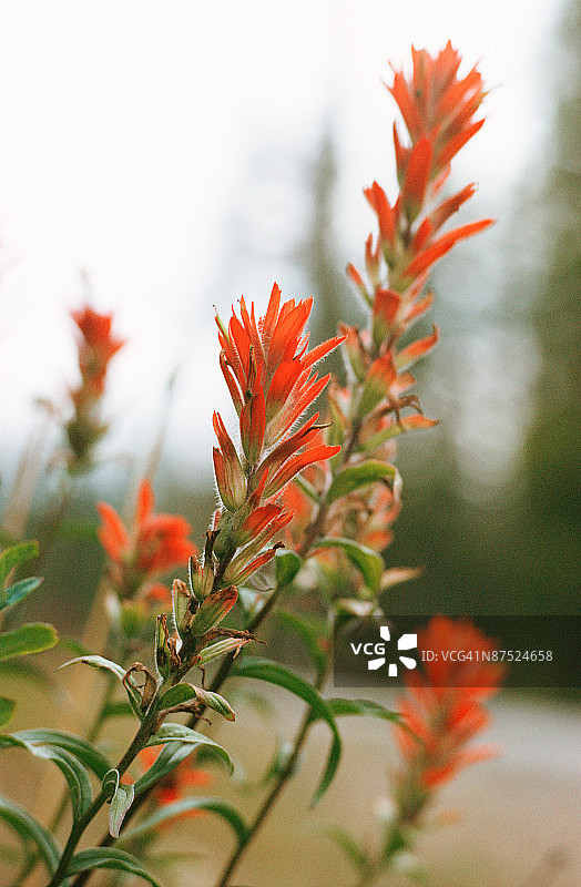 印度画笔野花图片素材