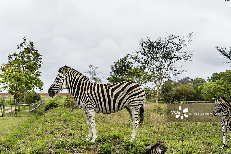 南非野生动物园中的斑马图片素材