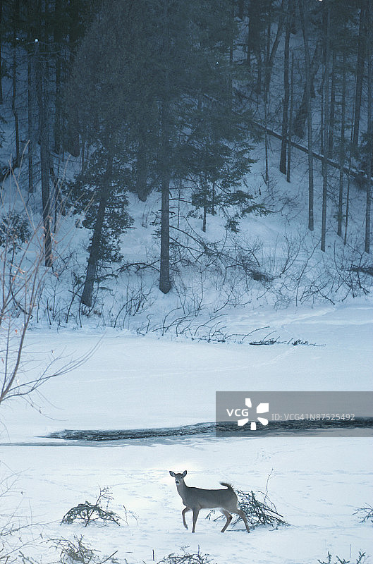 加拿大魁北克荒野草地上的鹿图片素材