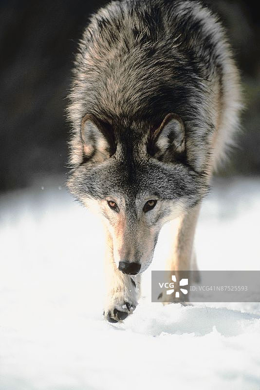 行走的灰狼图片素材