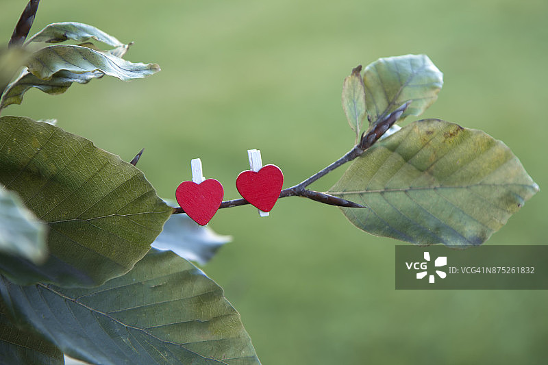 树枝上的爱心图片素材