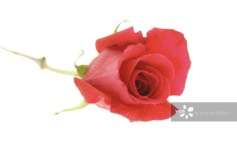 玫瑰绽放图片素材