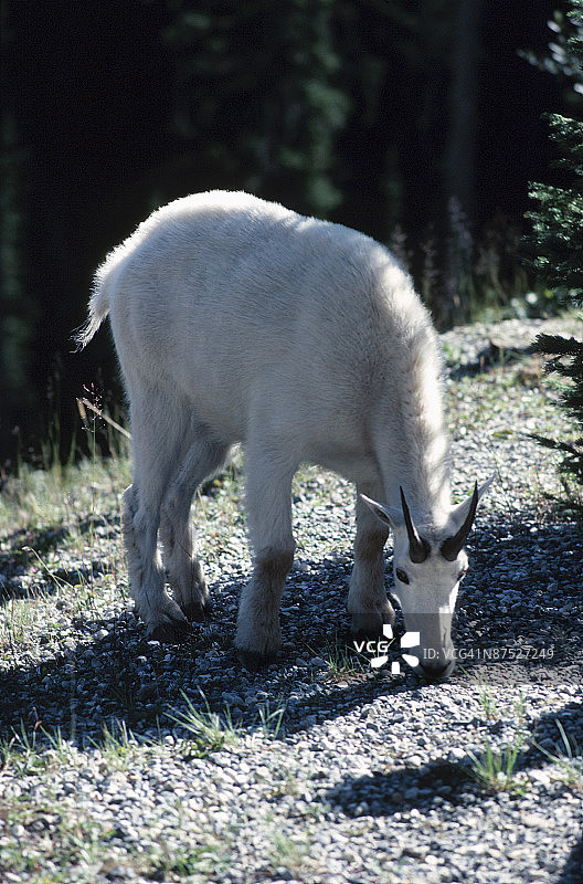 山羊吃草图片素材