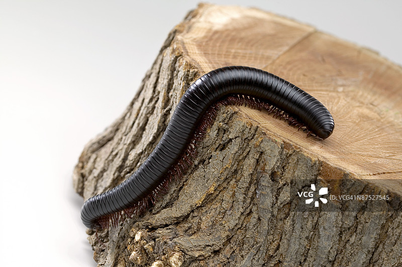 树桩上的千足虫图片素材