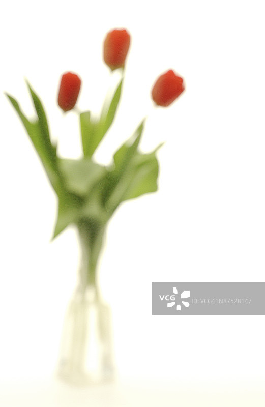 束郁金香图片素材