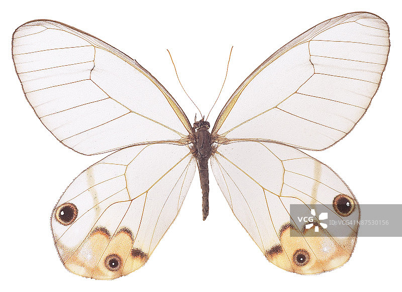 23610982图片素材