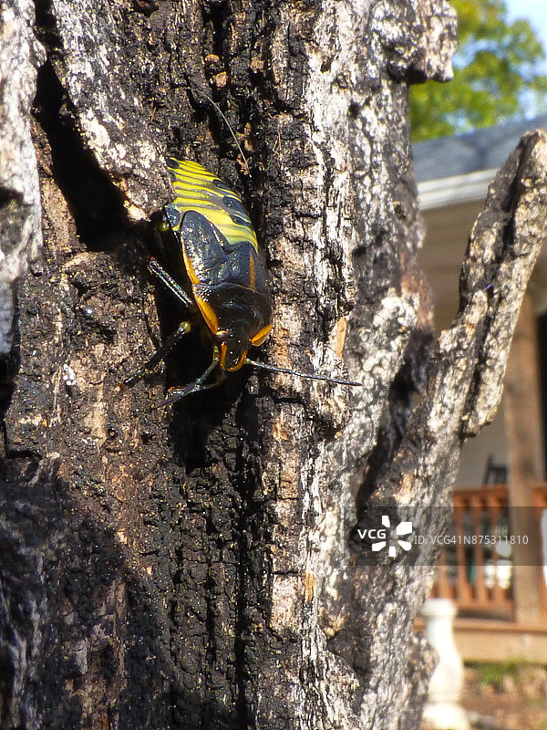 仙女爬树图片素材