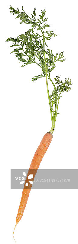 23532712图片素材