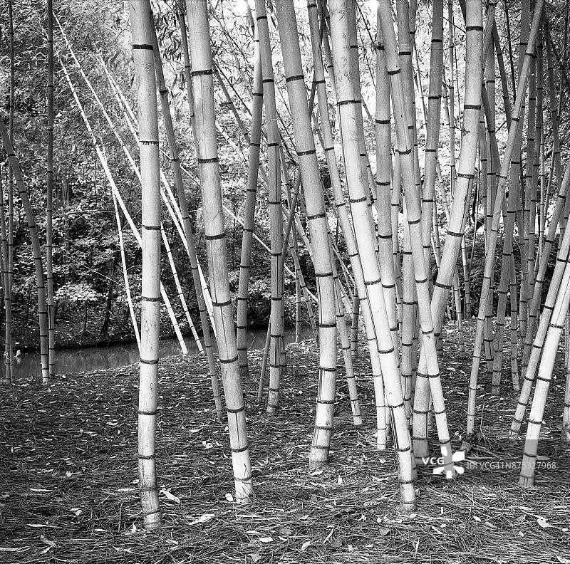 日本花园：竹子种植图片素材