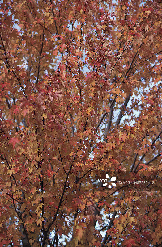 树上的花朵图片素材
