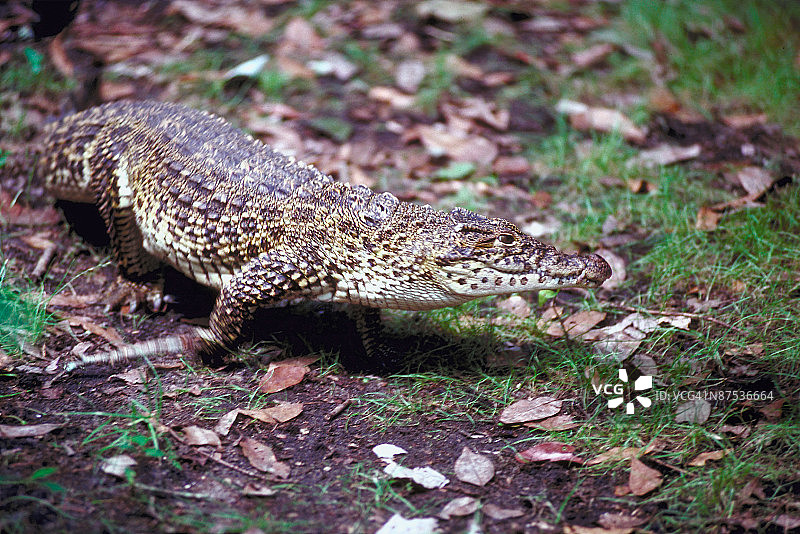 古巴鳄鱼图片素材