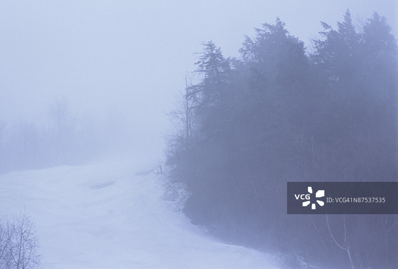 模糊的雾霭森林图片素材
