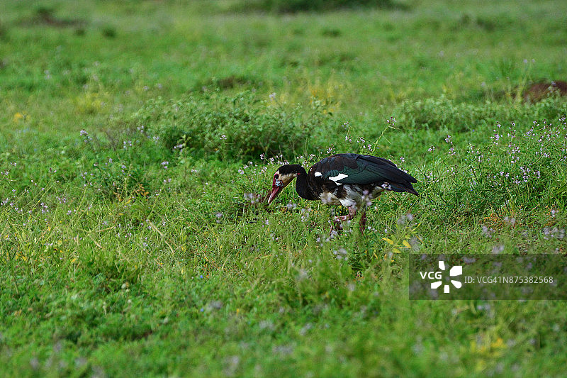 距翅雁 (Plectropterus Gambensis)图片素材