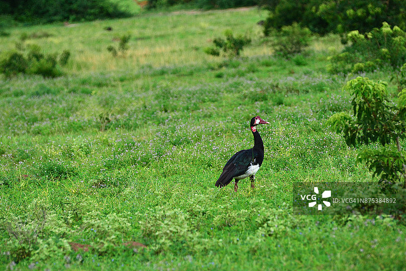距翅雁 (Plectropterus Gambensis)图片素材