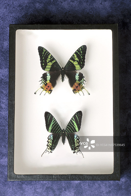 博物馆展出的蛾类图片素材