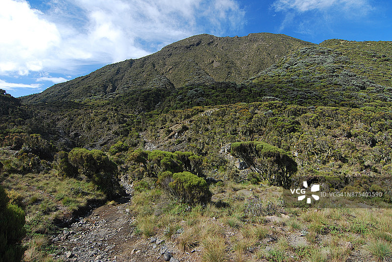 梅鲁火山高坡上的欧石楠带图片素材