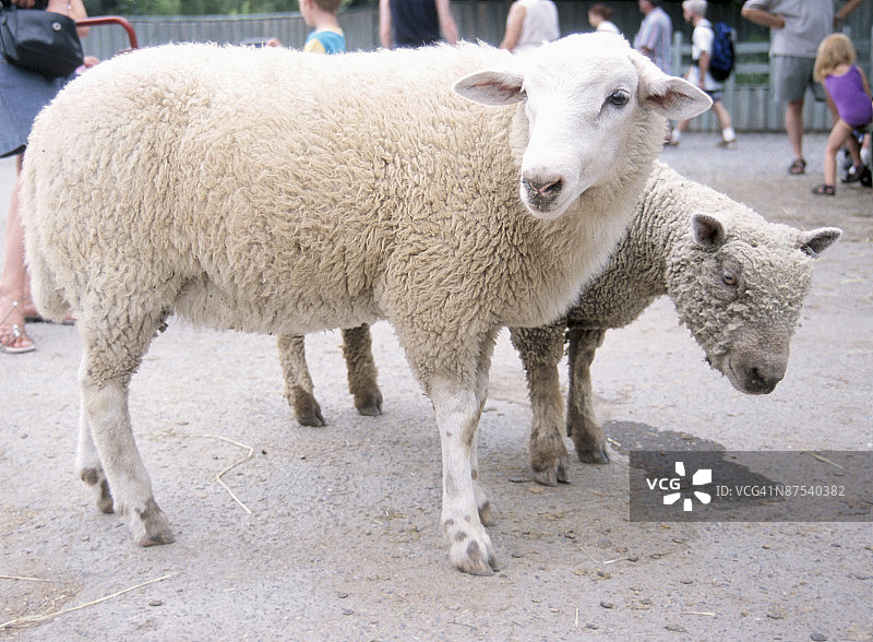 宠物动物园里的绵羊图片素材