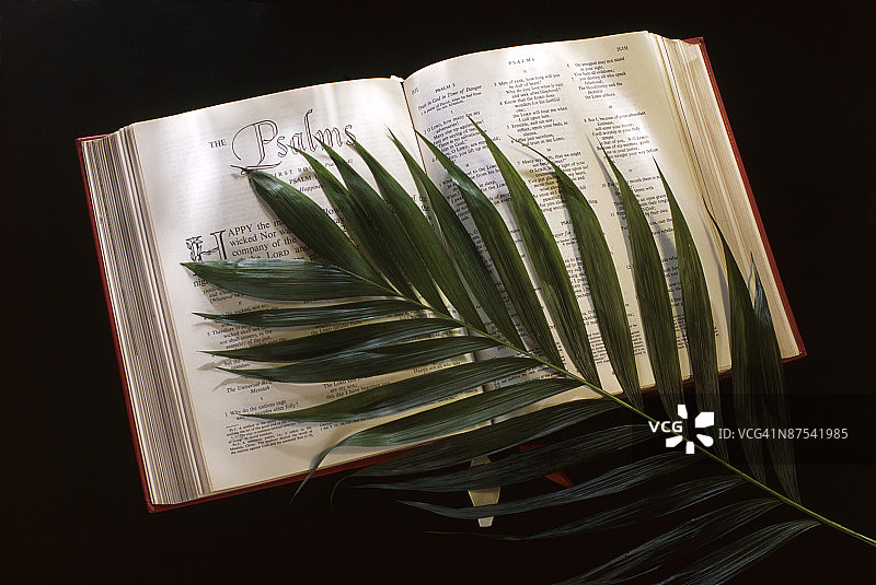 棕榈叶落在打开的圣经上图片素材