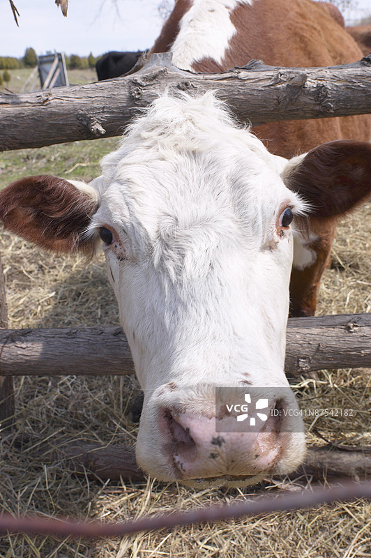 牛的头卡在栅栏中图片素材