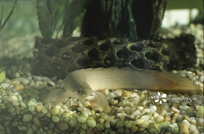 宠物鳗鱼图片素材