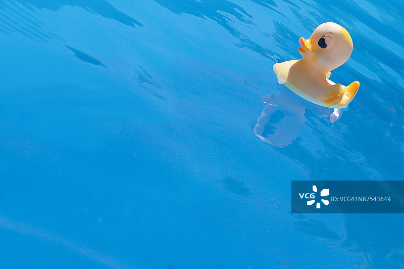 漂浮在游泳池中的小黄鸭图片素材