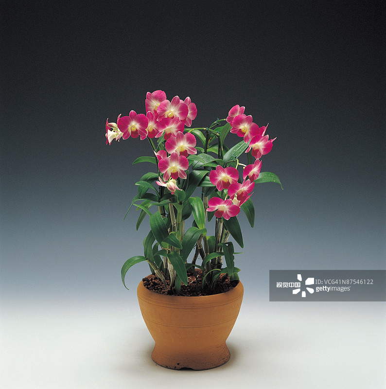 束兰花图片素材