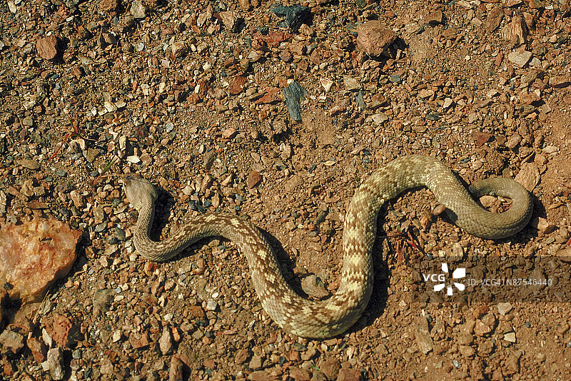 黑尾响尾蛇图片素材