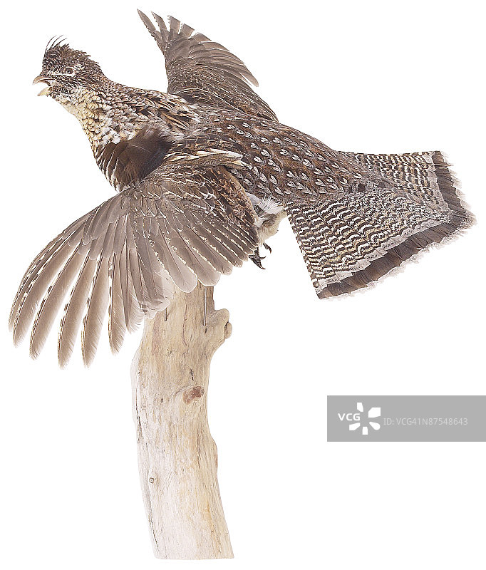 23601995图片素材