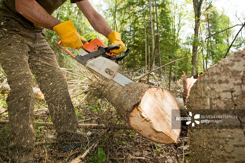 伐木工用链锯切割树木图片素材