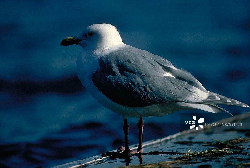 24095119图片素材