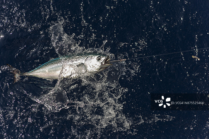 土耳其穆拉博德鲁姆附近格科瓦湾新鲜捕获的鲣鱼图片素材