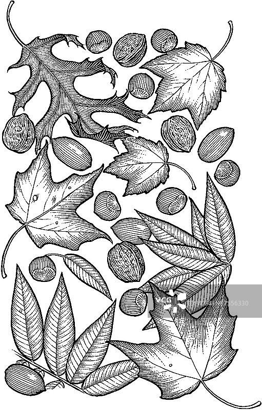 LiquidLibrary图片素材