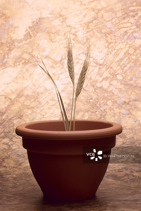 盆栽植物图片素材