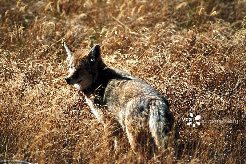 23872466图片素材