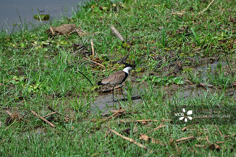 距翅麦鸡图片素材